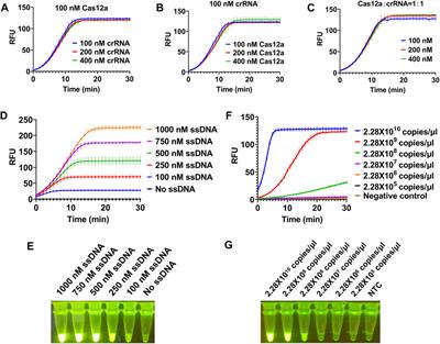 On-site and visual detection of sorghum mosaic virus and rice stripe mosaic virus based on reverse transcription-recombinase-aided amplification and CRISPR/Cas12a